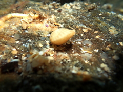 Magellania flavescens