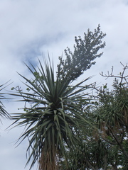 Dracaena ellenbeckiana