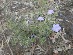 Barleria delamerei