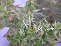 Barleria delamerei