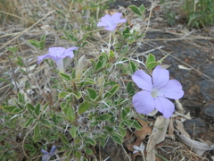 Barleria delamerei