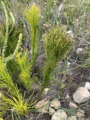 Restio leptoclados