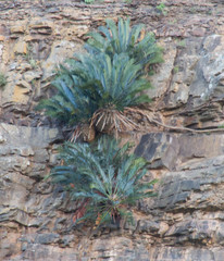 Encephalartos lehmannii