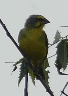 Yellow-fronted Canary