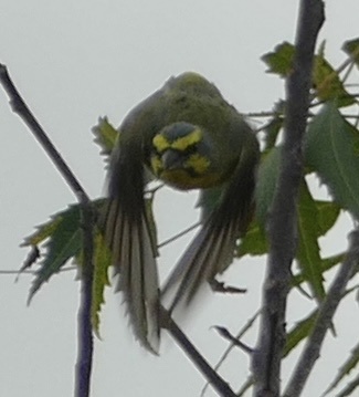 Yellow-fronted Canary