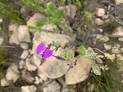 Polygala peduncularis