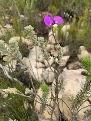 Polygala peduncularis