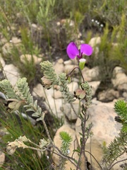 Polygala peduncularis