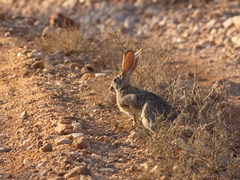 Lepus victoriae