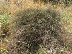 Clematis quadribracteolata