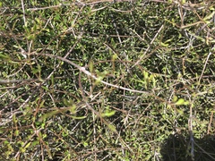 Clematis quadribracteolata