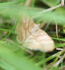 Chrysolarentia insulsata