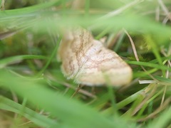 Chrysolarentia insulsata