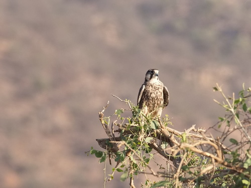 Halcón borní (Falco biarmicus)
