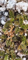 Anisotome imbricata