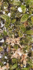 Anisotome imbricata