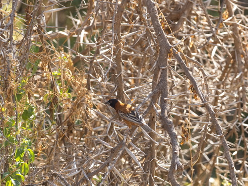 Chestnut Weaver (Ploceus rubiginosus), photo 10