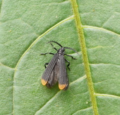 Diatrichalus funereus