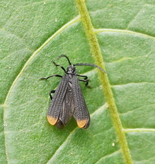 Diatrichalus funereus