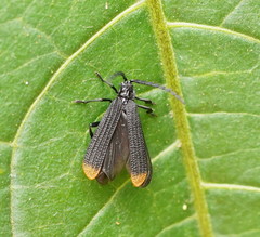 Diatrichalus funereus