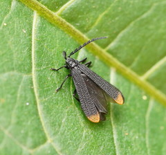 Diatrichalus funereus