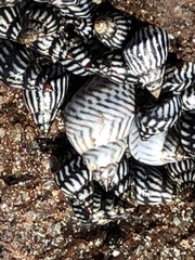 Echinolittorina ziczac