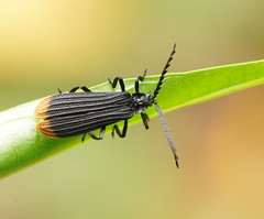 Diatrichalus funereus