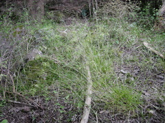 Poa matthewsii