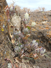Kalanchoe glaucescens