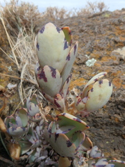Kalanchoe glaucescens