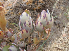 Kalanchoe glaucescens