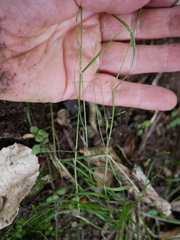 Poa matthewsii