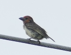 Lybius vieilloti