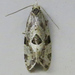 Angular Aethes Moth - Photo (c) Summit Metro Parks, some rights reserved (CC BY), uploaded by Summit Metro Parks