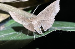 Gracilodes nysa