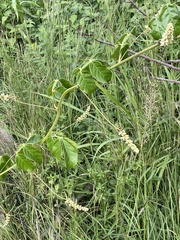 Paullinia pinnata image