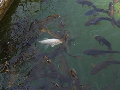 Cyprinus carpio carpio