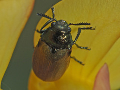 Labidostomis longimana