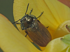 Labidostomis longimana