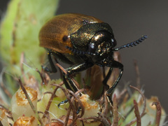 Labidostomis longimana