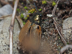 Labidostomis longimana