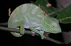 Trioceros deremensis