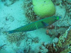 Hologymnosus doliatus