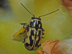 Pachybrachis sinuatus