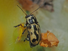 Pachybrachis sinuatus