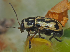 Pachybrachis sinuatus