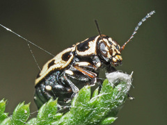 Pachybrachis sinuatus