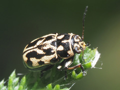 Pachybrachis sinuatus