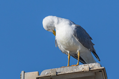Larus michahellis