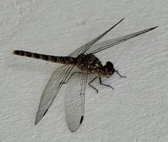 Bradinopyga strachani